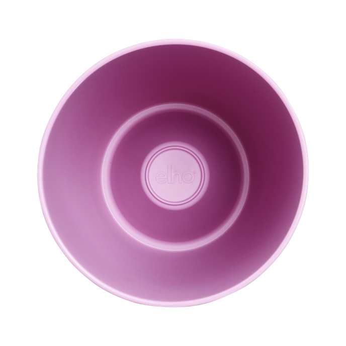 brussels diamond orchid high 12,5cm vivid violet